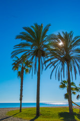Fototapeta na wymiar palmera al sol