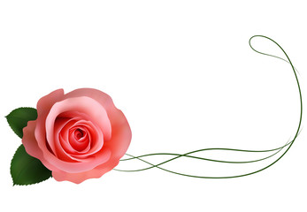 Realistic pink rose, border.