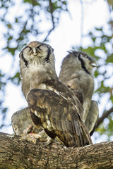 Verreaux's Eagle-Owl in Kruger National park, South Africa