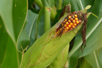 Corn is rotten