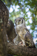 Verreaux's Eagle-Owl in Kruger National park, South Africa