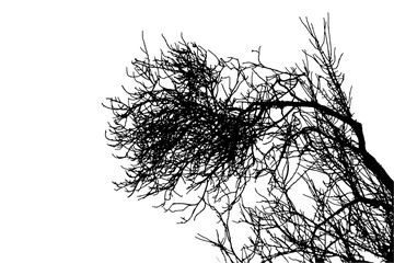 Realistic tree silhouette (Vector illustration).