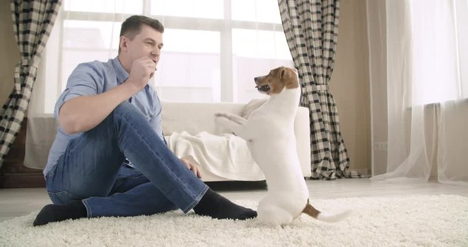 Man trains the cute dog jack russell terrier at home. Slow motion 4K