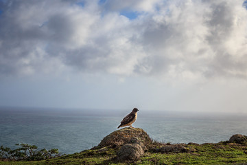 Pt Reyes Hawk