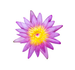 Flower purple lotus isolated on white background with clipping path.