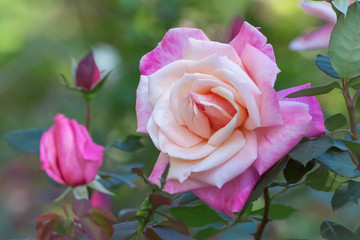 Fototapeta na wymiar rose in the gardenPink rose in the garden