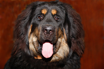 Tibetan mastiff