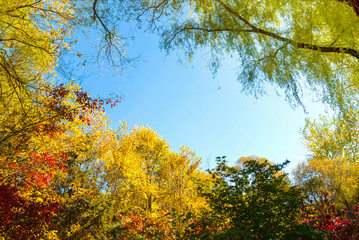 Fototapeta premium Park in autumn
