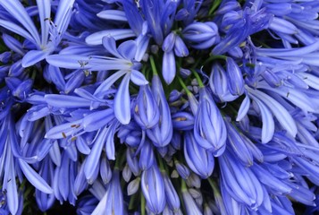 Acercamiento de Flores azules 