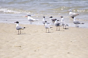 Seagulls standing on the beach and in the ocean