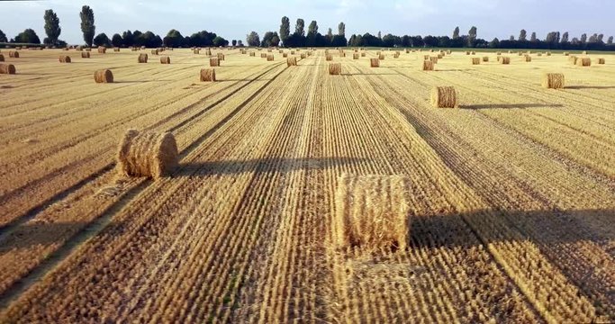 Flying above golden field of bales of mowed hay. Amazing straight flat harvesting and agricultural field of golded straw and yellow wheat prepared for farming stack. Flight over the harvested field.