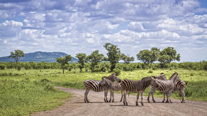 Plains zebra in Kruger National park, South Africa - obrazy, fototapety, plakaty