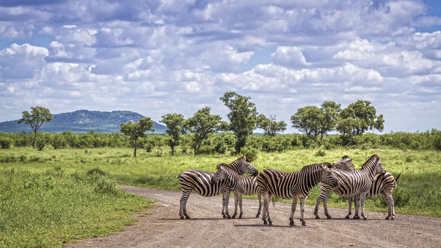 Fototapeta Plains zebra in Kruger National park, South Africa