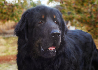 Tibetan mastiff