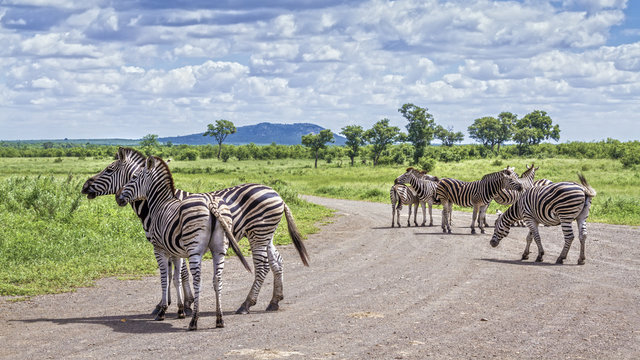 Fototapeta Plains zebra in Kruger National park, South Africa