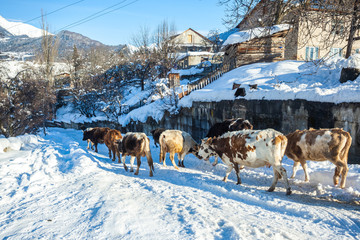 cows in winter in mountainous villages, upper Svaneti, Georgia