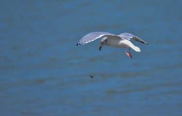 Seagull hunting mussels