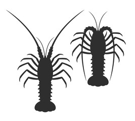 Spiny lobster silhouette. Isolated spiny lobster on white background