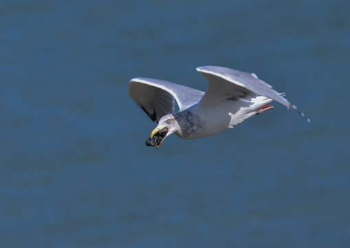 Seagull hunting mussels