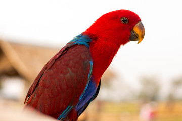 alone, animal, background, beautiful, bird, blue, bright, Calm, close, closeup, color, colorful, cute, feather, field, flowers, green, hill, holiday, hut, isolated, kanchanaburi, lonely, look, looking
