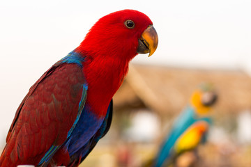 alone, animal, background, beautiful, bird, blue, bright, Calm, close, closeup, color, colorful, cute, feather, field, flowers, green, hill, holiday, hut, isolated, kanchanaburi, lonely, look, looking