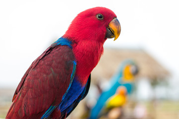 alone, animal, background, beautiful, bird, blue, bright, Calm, close, closeup, color, colorful, cute, feather, field, flowers, green, hill, holiday, hut, isolated, kanchanaburi, lonely, look, looking