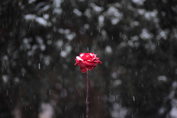 Red flower in snowing winter garden with dark background. Christmas atmosphere.