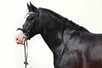Black shire heavy draft horse portrait