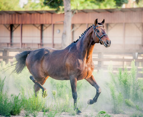 A beautiful stallion is running around free