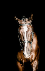 Beautiful stallion posing on a black background