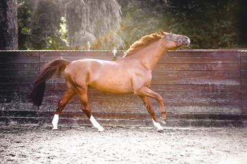 A beautiful stallion is running around free