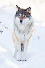 Naklejka premium Wolf stands in beautiful winter forest