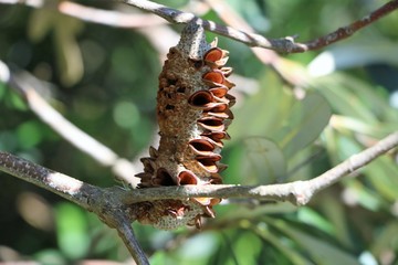 Seed of Banksia ashbyi in Western Australia