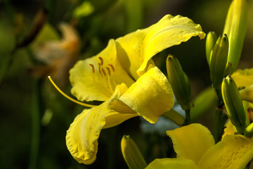 Cultivated flower. The flower of a yellow daylily growing in a summer garden.