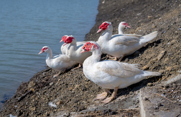 Ducks play in the canal.