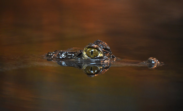 Krokodilkaiman im Wasser