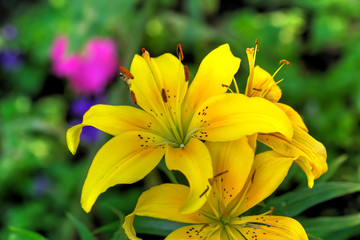 The flower of a yellow lily growing in a summer garden.