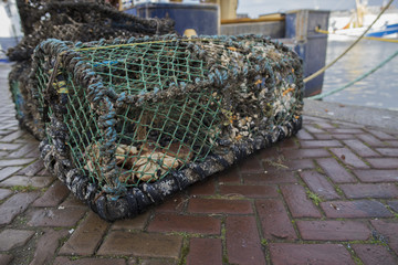 Fototapeta na wymiar a crab fishing cage filled with left over crab on the docks of the harbor