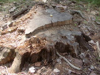 a large felled tree stump in the woods