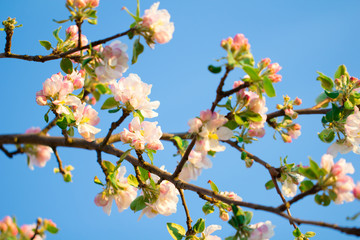 Obraz premium Spring flower and bud in season blossom