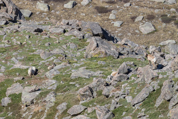 Rocky Mountain Bighorn Sheep Ewes and Lambs