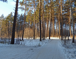 White winter forest with road