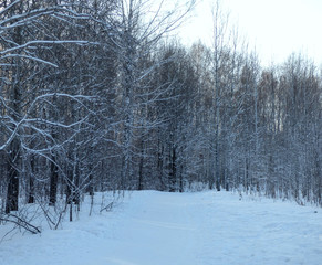 White winter forest with road