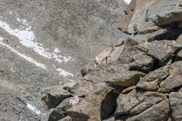 Rocky Mountain Bighorn Sheep Ewes