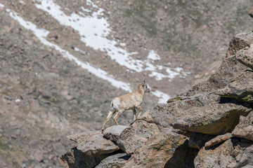 Rocky Mountain Bighorn Sheep Ewe