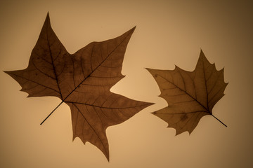 Brighten maple leaves in detail