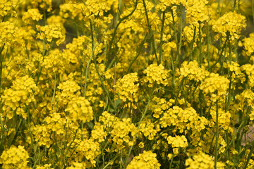 Obraz premium Field mustard flower