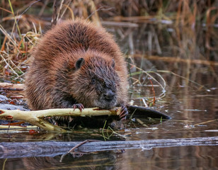 big beaver in a river outlet gnawing on a branch it chewed off of a tree along the bank and dragged...