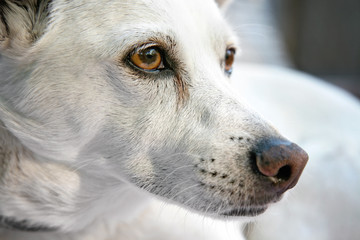 White chihuahua mix dog looking off the side in a candid pose