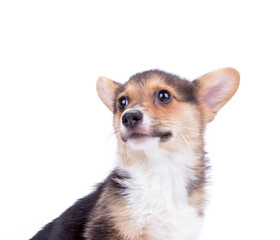 cute corgi studio shot on an isolated white background